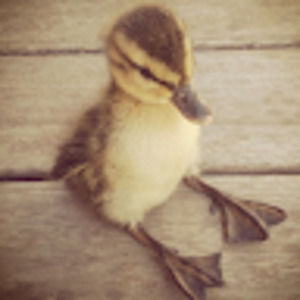 Meet your Posher, Cate